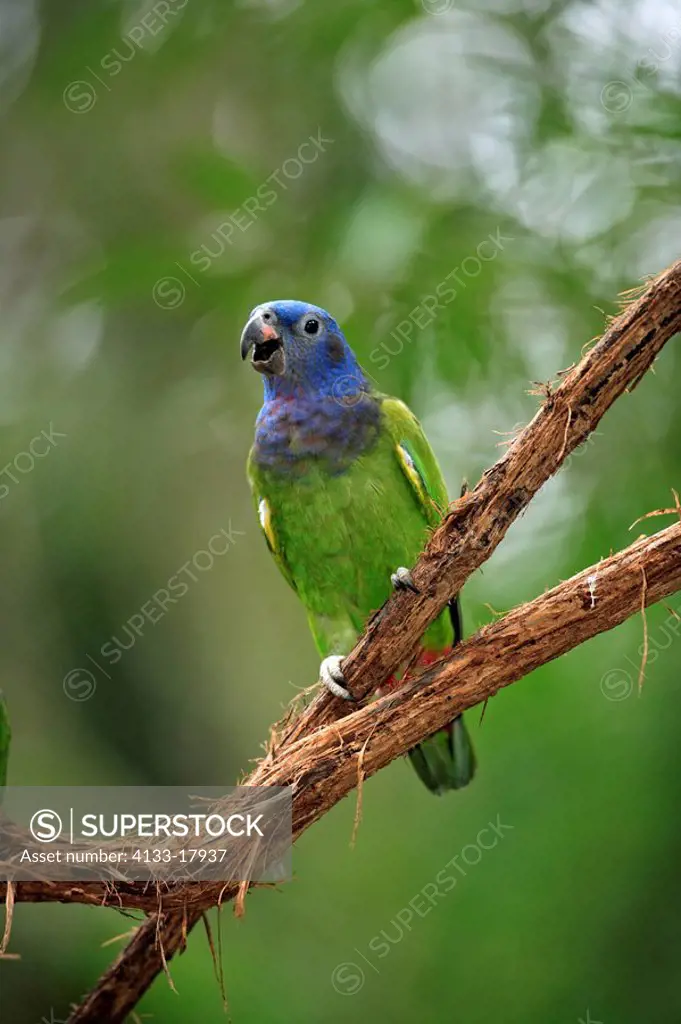 Blue-Headed Parrot,Pionus menstruus,Pantanal,Brazil,adult,on tree,calling