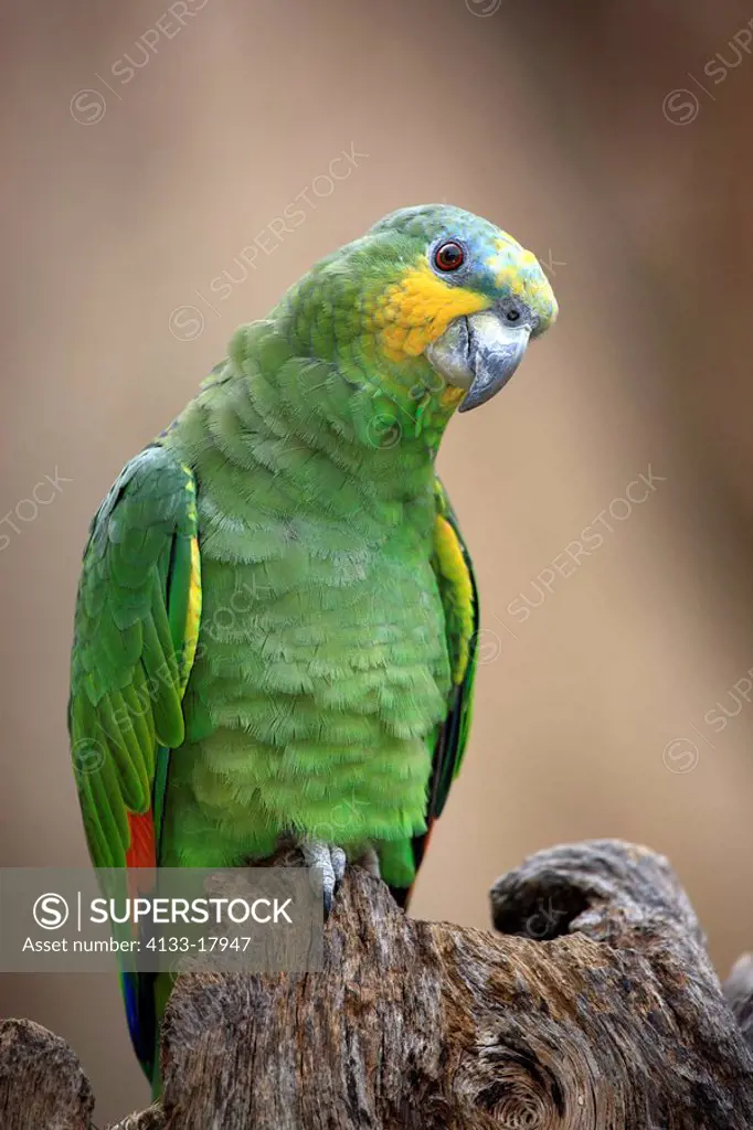Orange_Winged Amazon,Amazona amazonica,Orange_winged Parrot,Loro Guaro,South America,adult on branch