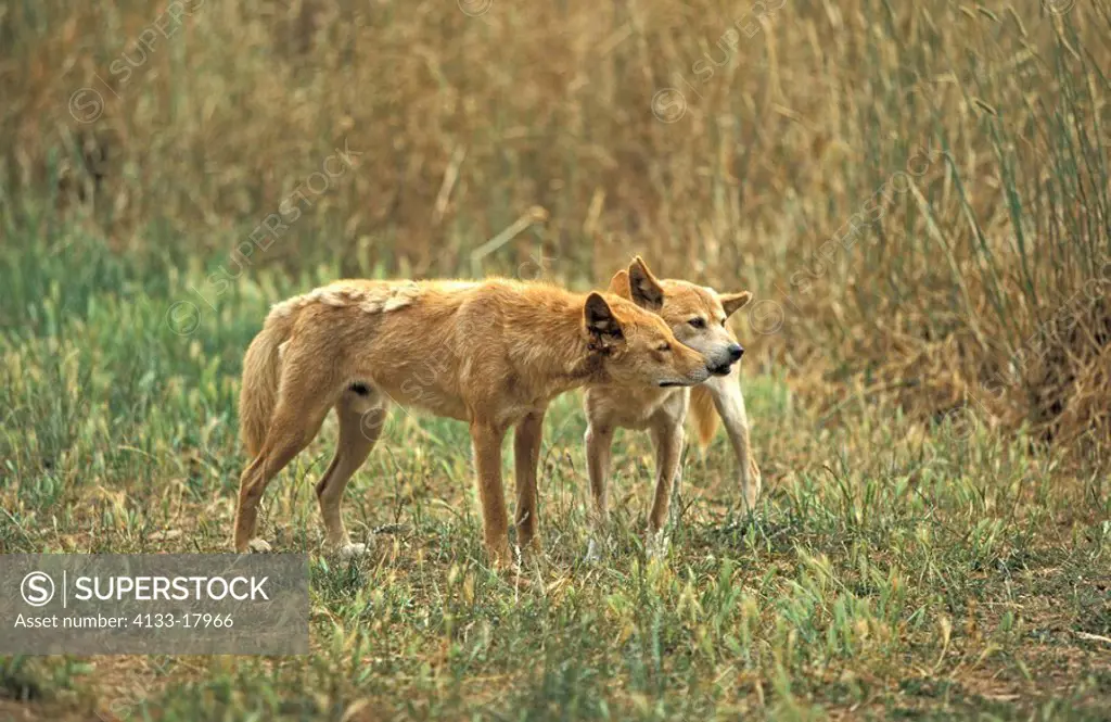 Dingo,Canis familiaris dingo,Australia,adults social behaviour