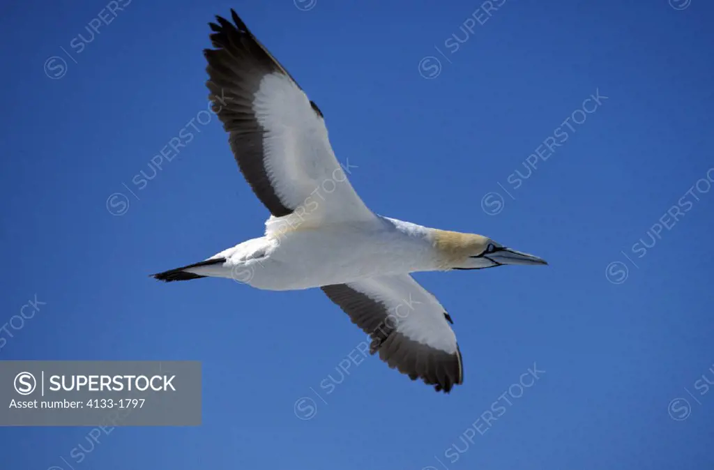 Cape Gannet , Morus capensis , Lambert`s Bay , South Africa , Africa , adult flying