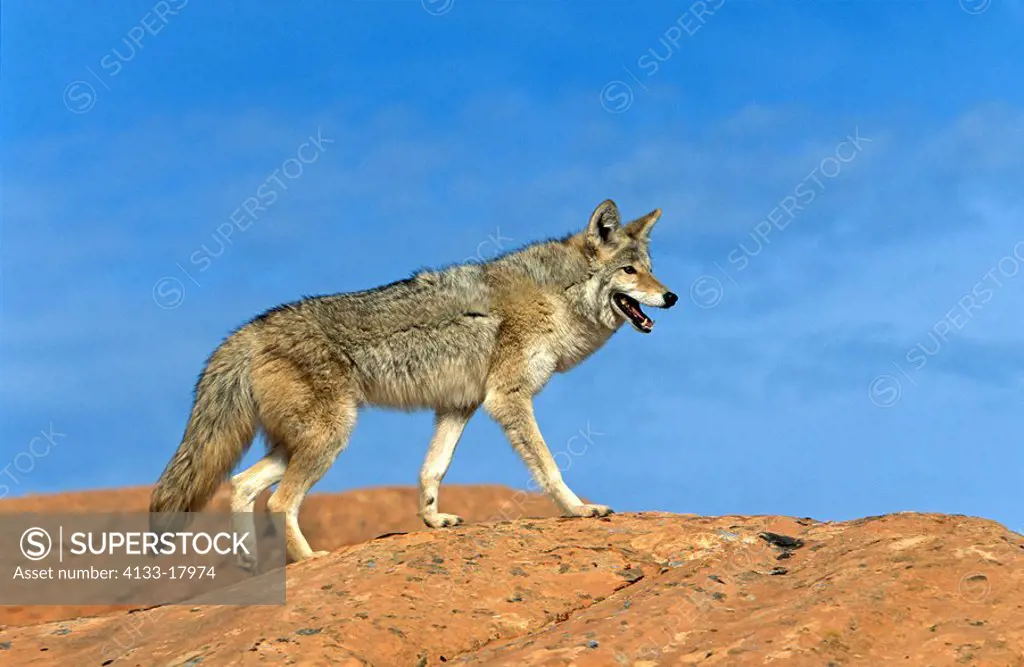 Coyote,Canis latrans,Bryce Canyon,Utah,USA,adult on rock