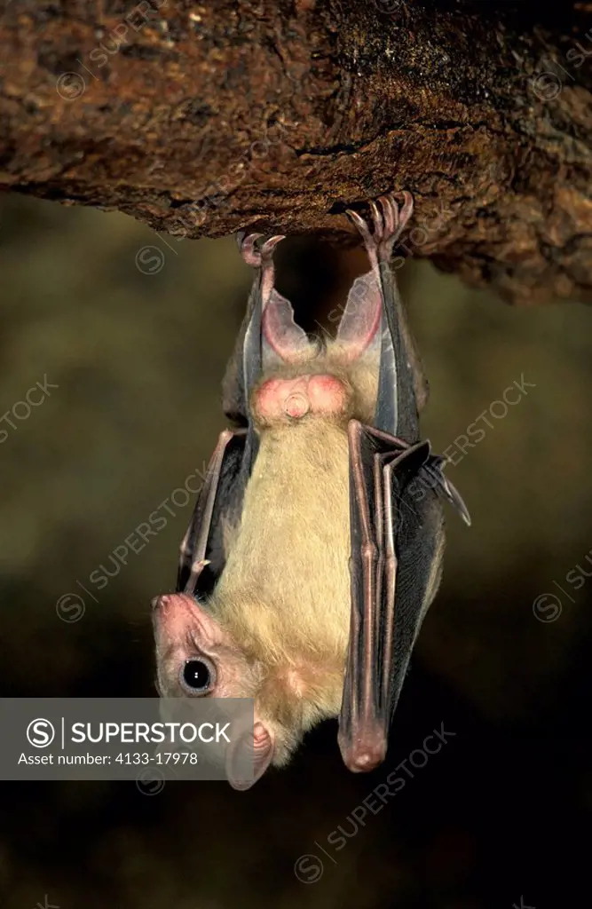 Egyptian Fruit Bat,Rousettus aegyptiacus,Africa,adult male resting in tree