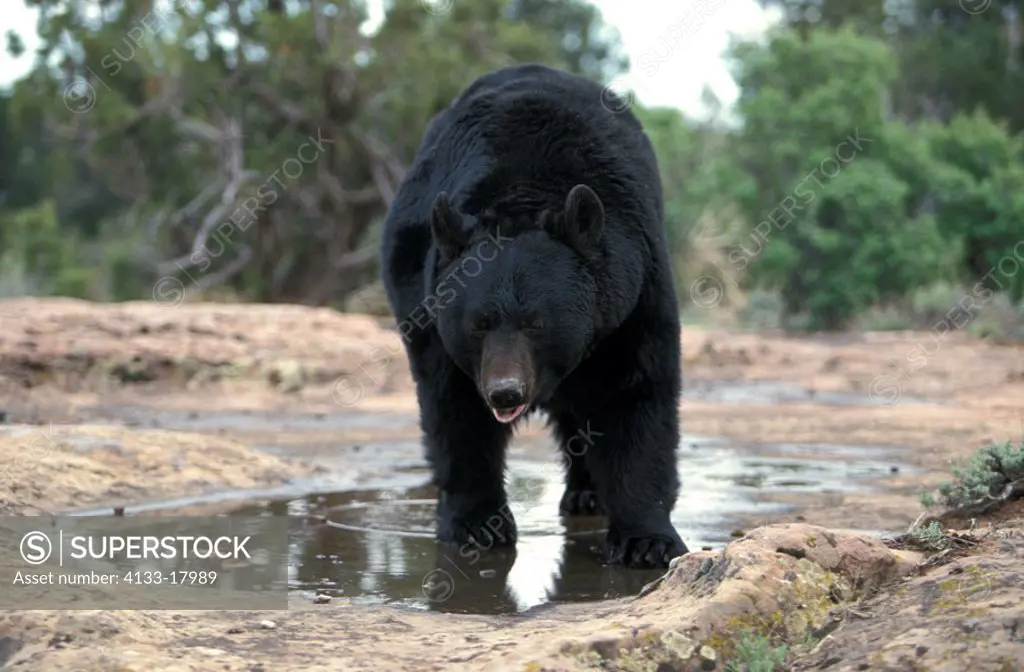 Black Bear,Ursus americanus,Utah,USA,adult at water