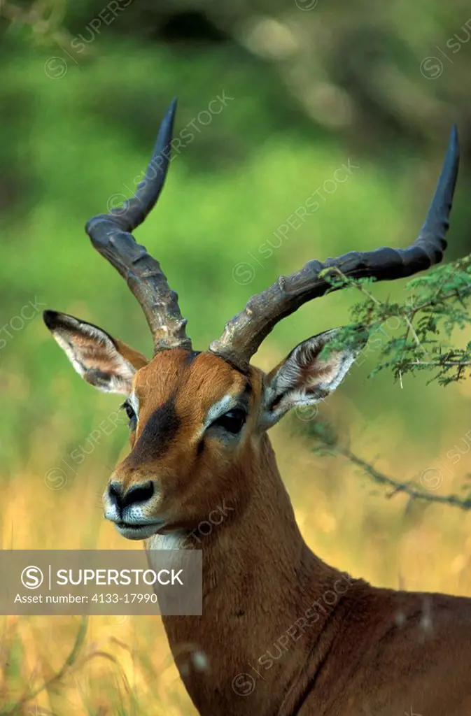 Impala,Aepyceros melampus,Kwazulu Natal,South Africa,Africa,adult male portrait