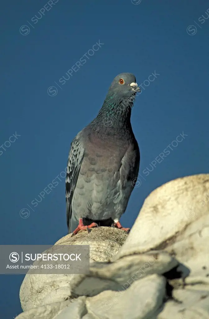 Feral Pigeon,Columba livia,Germany,Europe,adult on sculpture
