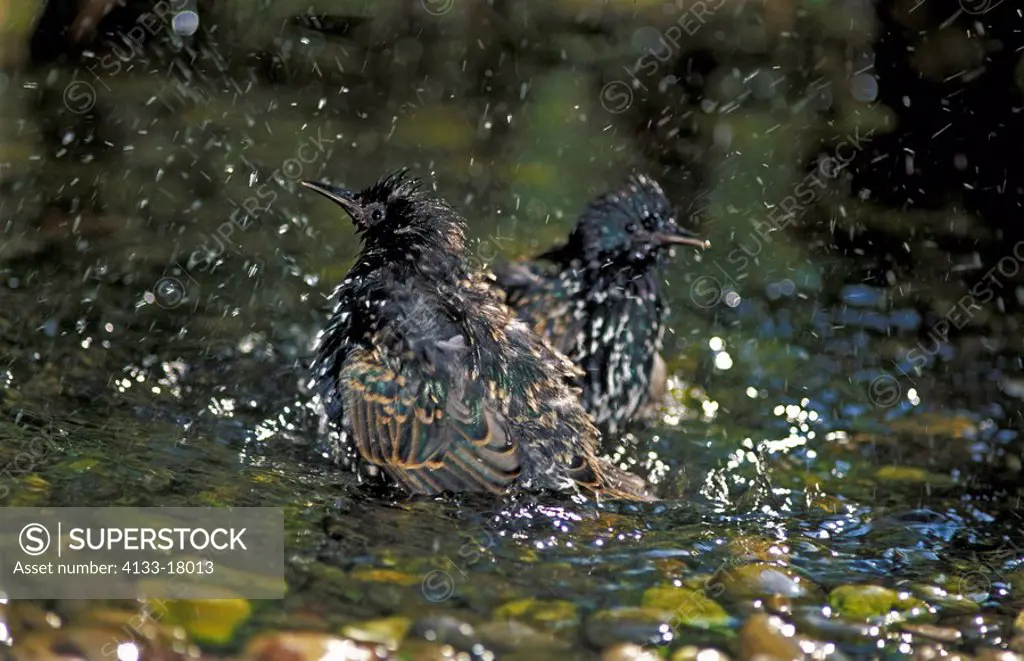 European Starling,Sturnus vulgaris,Germany,Europe,adult bathing in water at pond