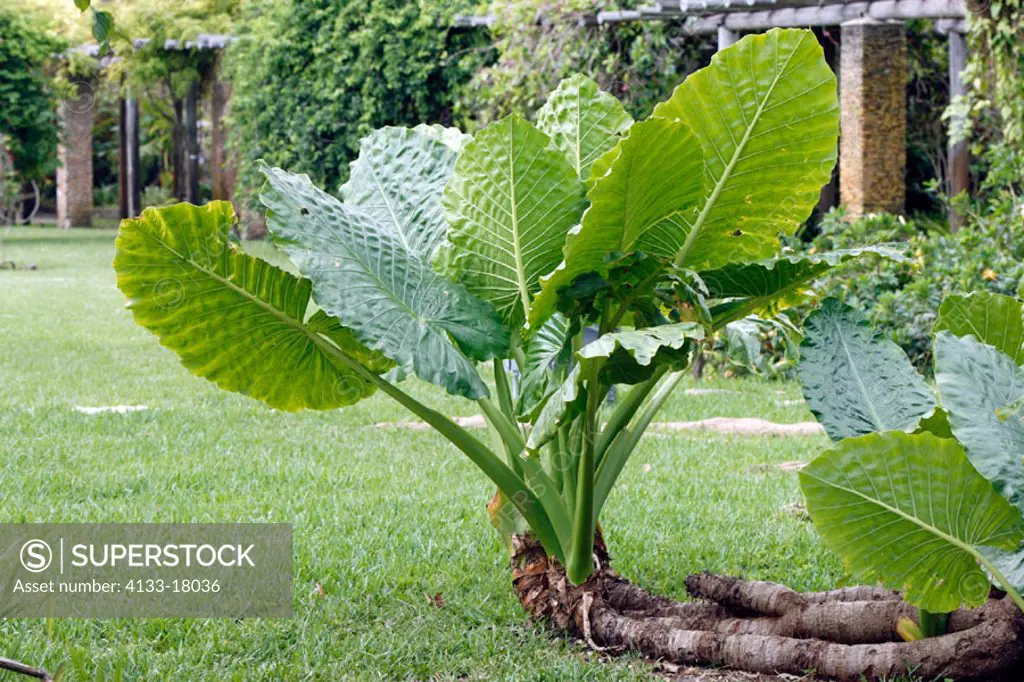 Elephant Ear Plant, Alocasia spp, Africa, Asia, leaves