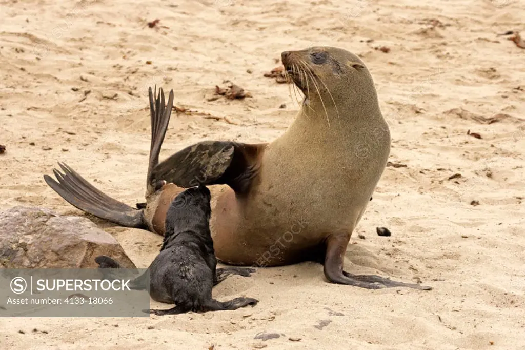 Cape Fur Seal, Arctocephalus pusillus, Cape Cross, Namibia, adult with young