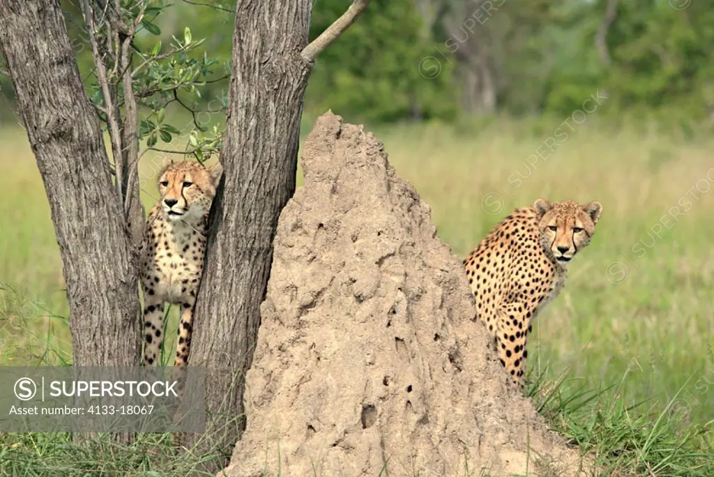 Cheetah, Acinonyx jubatus, Sabie Sand Game Reserve, South Africa , Africa, two subadults