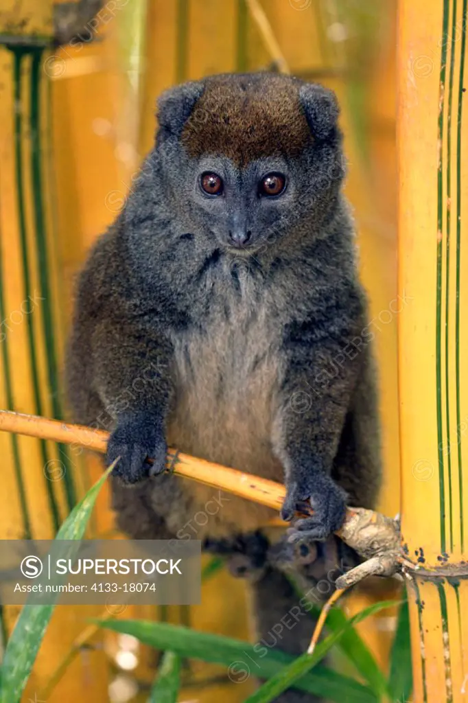 Grey bamboo lemur, Hapalemur griseus, Madagascar, adult on bamboo