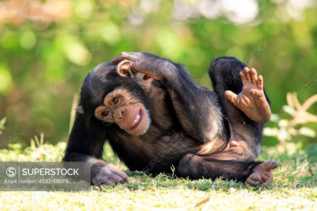 Chimpanzee, Pan troglodytes troglodytes, Africa , young
