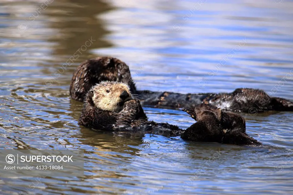 Sea Otter,Enhydra lutris,Monterey,California,USA,two adults playing in water