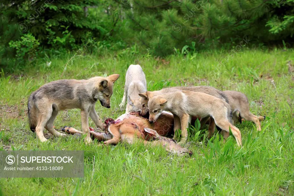 Gray Wolf,Grey Wolf,Canis lupus,Minnesota,USA,group of youngs feeding on prey