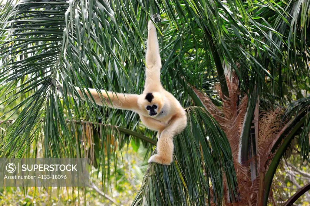 White_cheeked gibbon/Hylobates leucogenys,Asia,adult female on tree