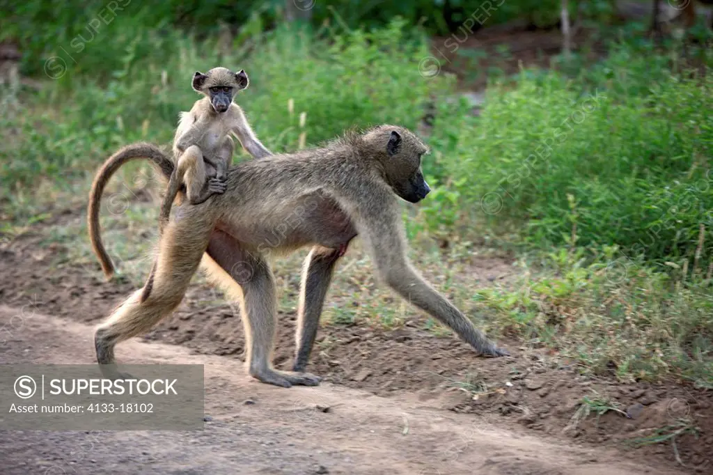Chacma Baboon,Papio ursinus,Kruger Nationalpark,South Africa,Africa,young on mothers back