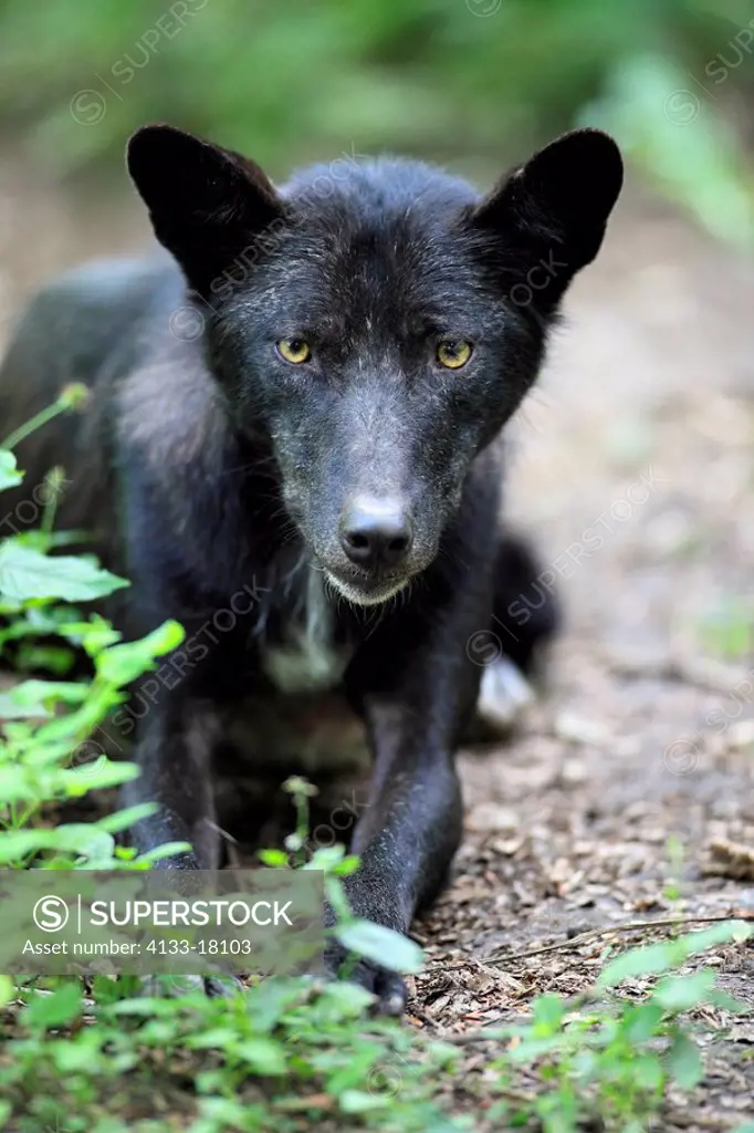 Gray Wolf,Timber Wolf,Canis lupus,North America,USA,adult portrait