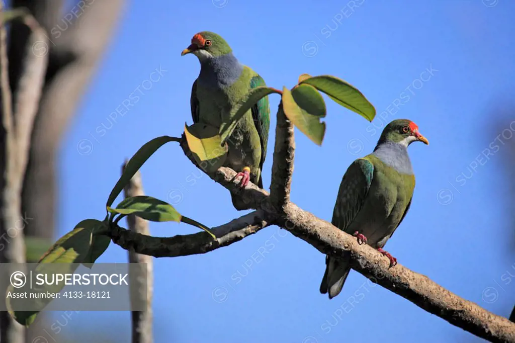 Orange Fronted Fruit Dove, Ptilinopus aurantiifrons, New Guinea, adult couple on tree