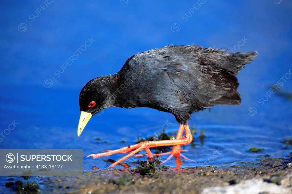 African Black Crake,Amaurornis flavirostris,Kruger National Park,South Africa,adult in water searching for food