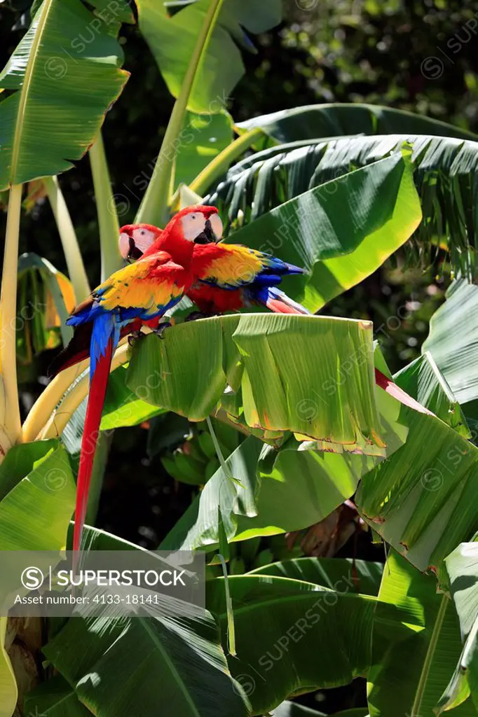 Scarlet Macaw,Ara macao,Roatan,Honduras,Caribbean,Central America,Latin America,two adults banana plant