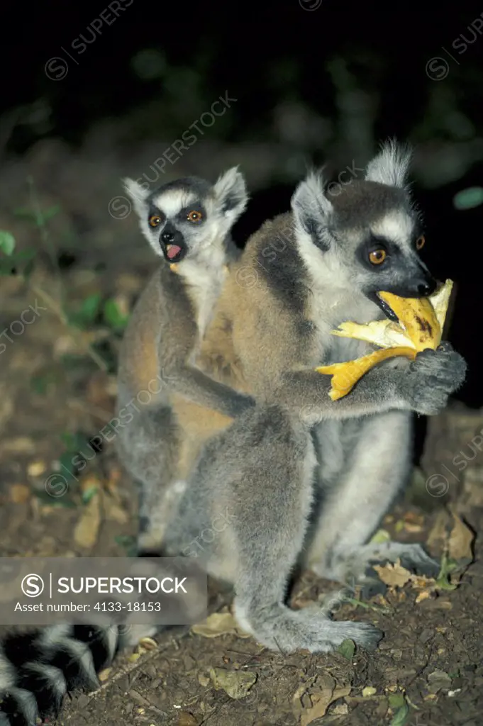 Ring Tailed Lemur , Lemur catta , Lemur , Lemurs Primate , Primates , Madagascar , Africa , Berenty Game Reserve  , Adult with young with baby sitting...