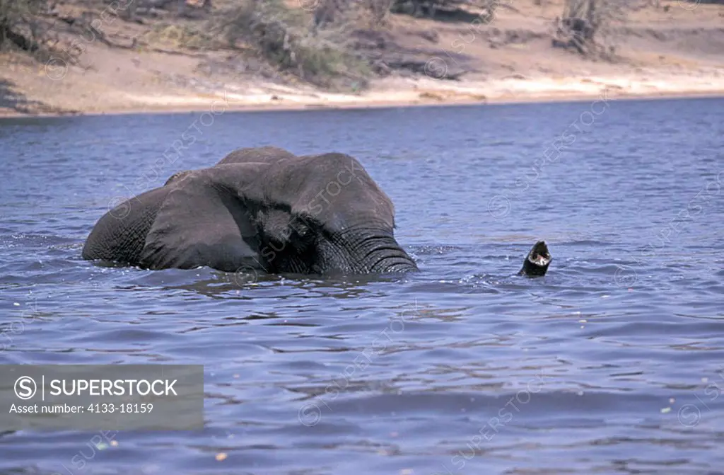 African Elephant Loxodonta africana Chobe Nationalpark Botswana Africa