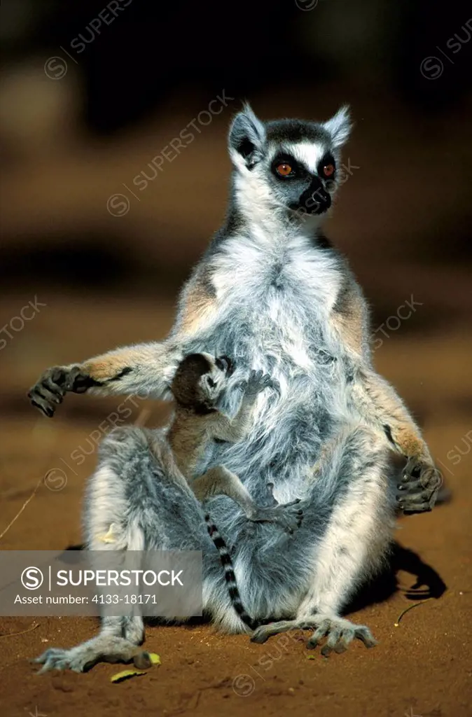 Ring-Tailed Lemur,Lemur catta,Berenty Game Reserve,Madagascar,Africa,mother sunbathing with suckling baby