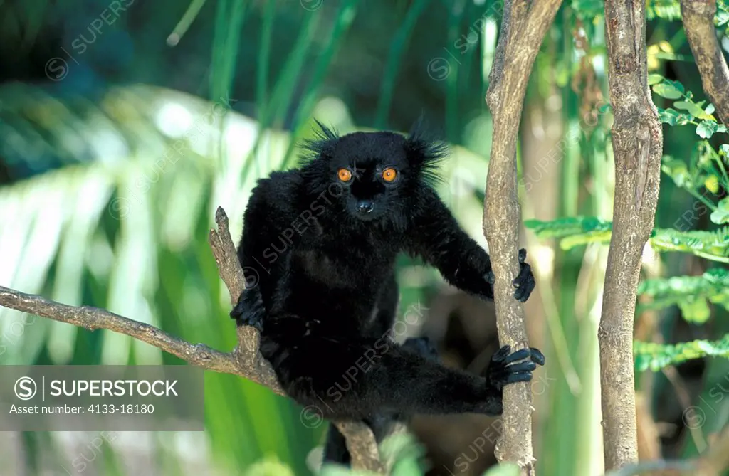 Black Lemur,Lemur macaco,Nosy Komba,Madagascar,Africa,adult male on tree