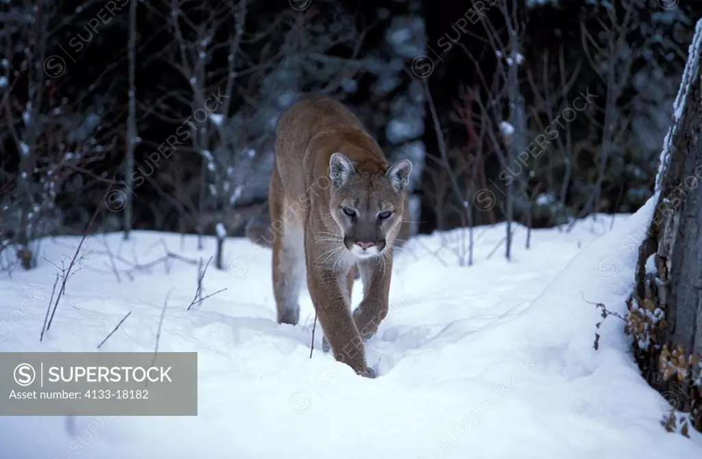 Mountain Lion,Felis concolor,Montana,USA,adult walking in snow in winter