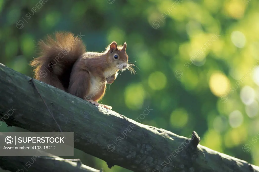 Red Squirrel , Sciurus vulgaris , Germany , Adult on tree