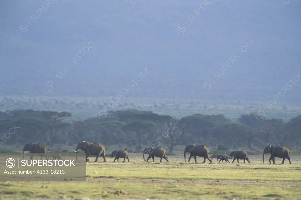 African Elephant , Loxodonta africana,  Amboseli National Park, Kenya , Africa , group Adults with youngs