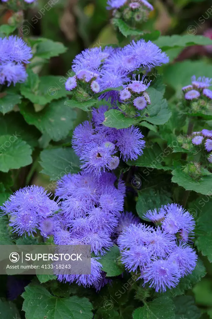 Flossflower,Ageratum houstonianum,Germany,blooming flower