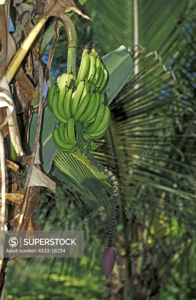 Banana Plant , USA , sapientum , Trinidad Caribbean , fruit food bloom