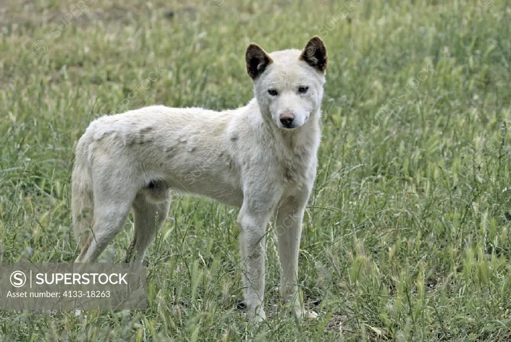 Dingo Canis familiaris dingo Australia