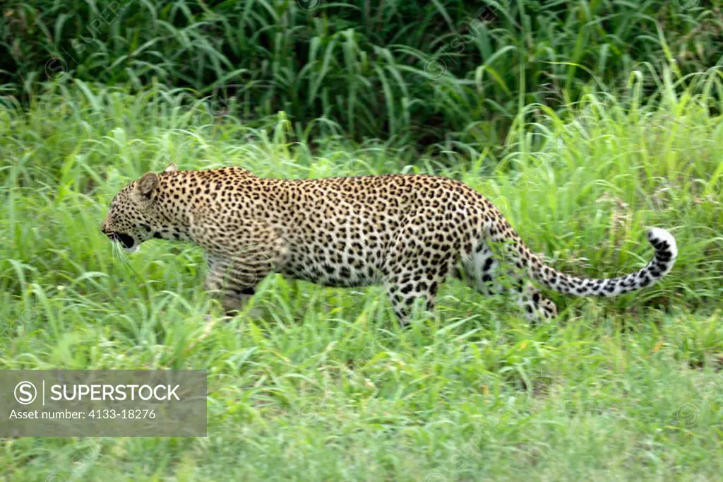 Leopard, Panthera pardus, Sabie Sand Game Reserve, South Africa , Africa, adult female walking