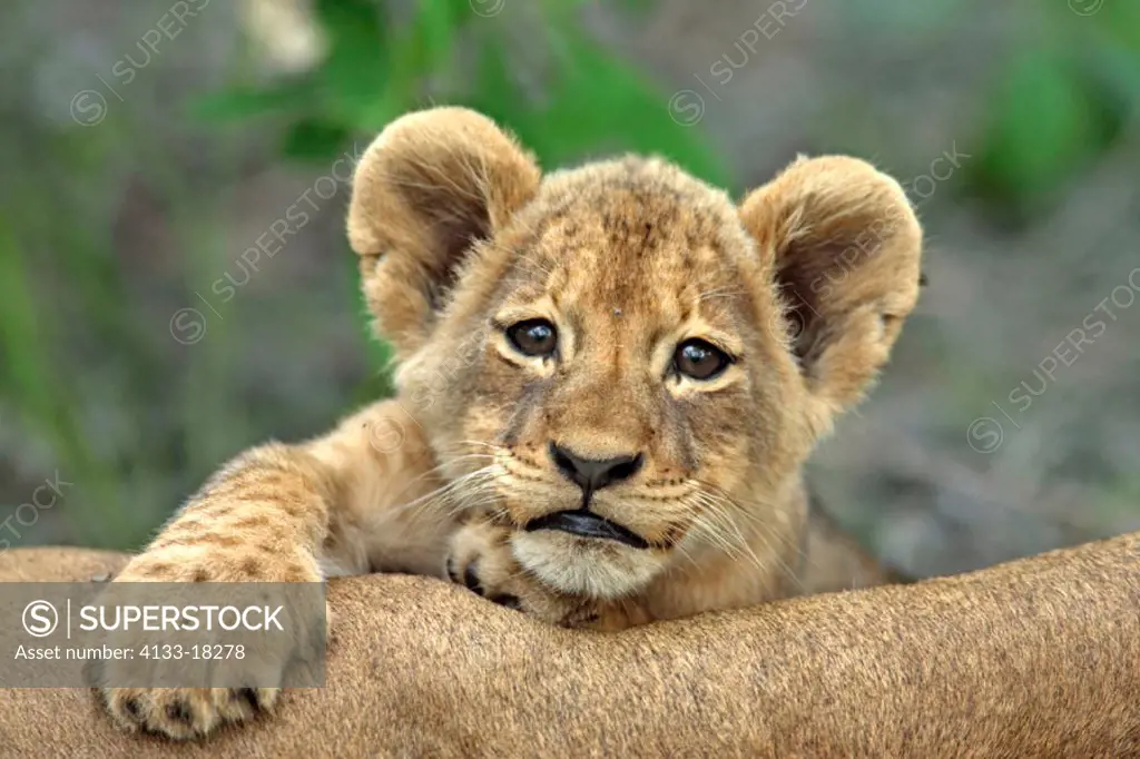Lion, Panthera leo, Sabie Sand Game Reserve, South Africa , Africa, Portrait , close-up , Close up , Closeup cub