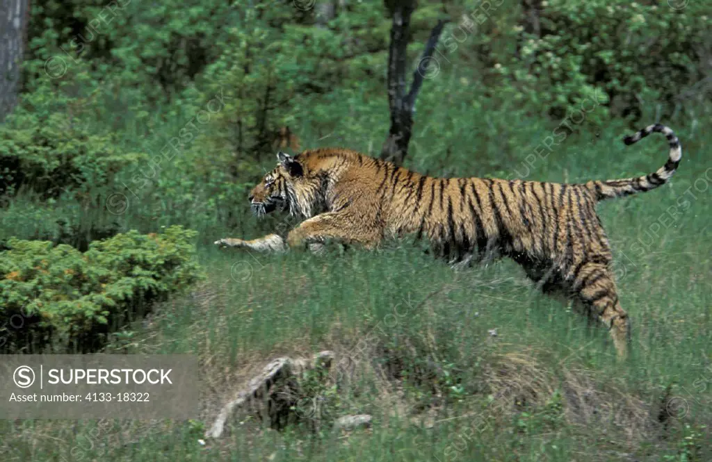 Siberian Tiger , Panthera tigris altaica , Montana , USA , Adult jumping