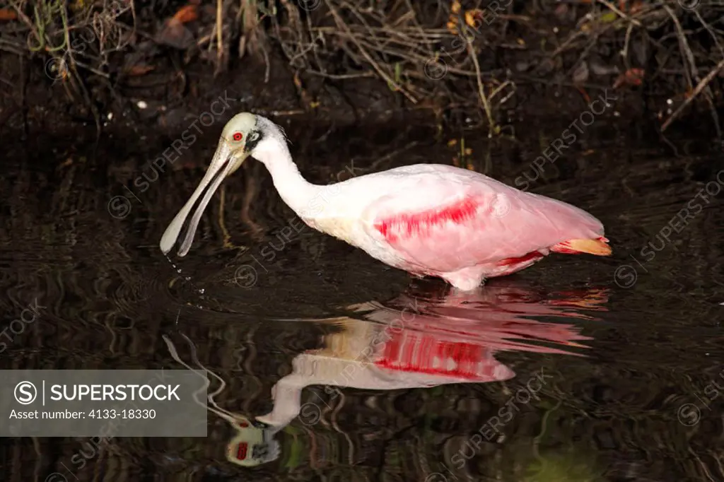 Roseate Spoonbill, Ajaia ajaja, Florida, USA, adult hunting in water