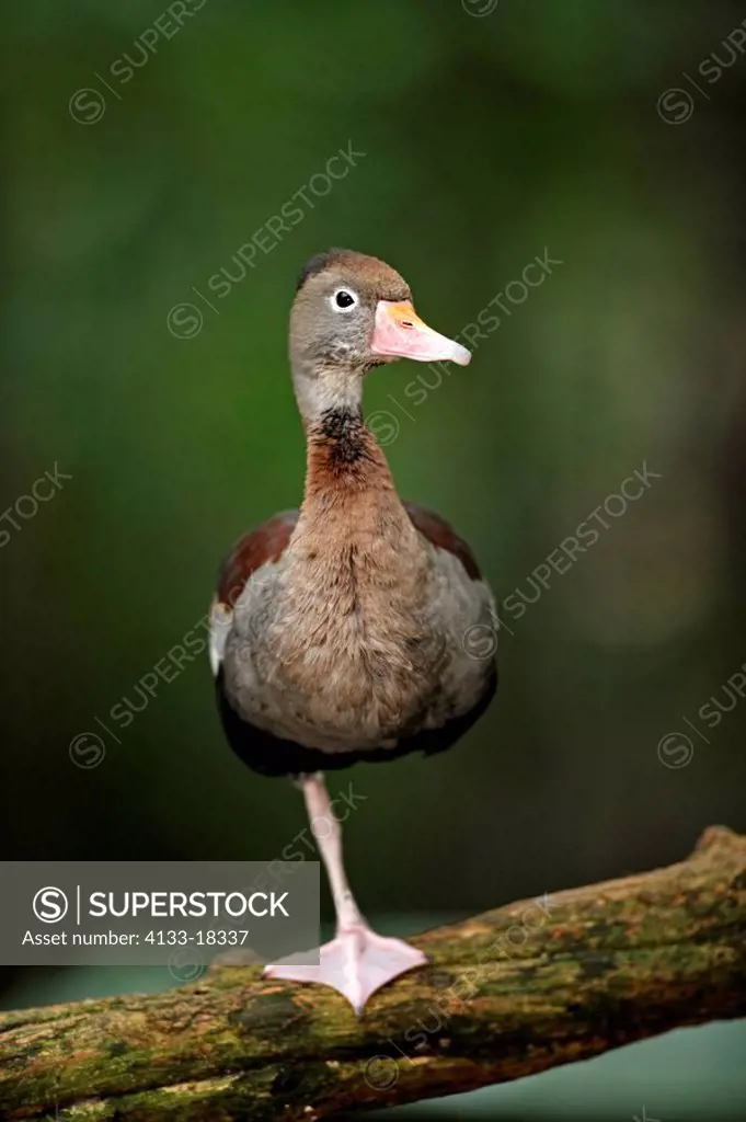 Black-Bellied Whistling Duck,Dendrocygna autumnalis,Pantanal,Brazil,adult,on tree,South America