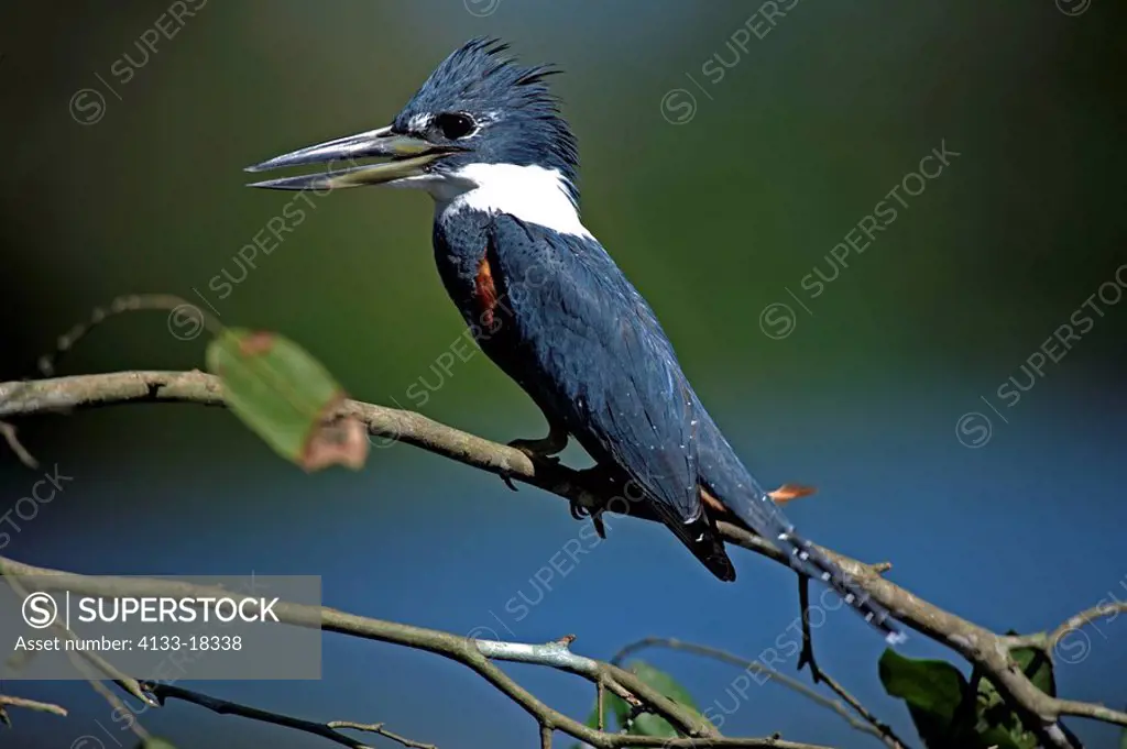 Ringed Kingfisher,Ceryle torquata,Pantanal,Brazil,adult,perch