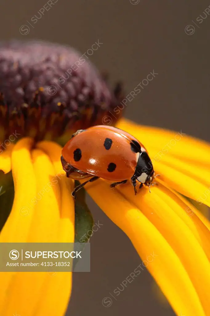 Sevenspotted Ladybird Coccinelle septempunctata Germany Europe