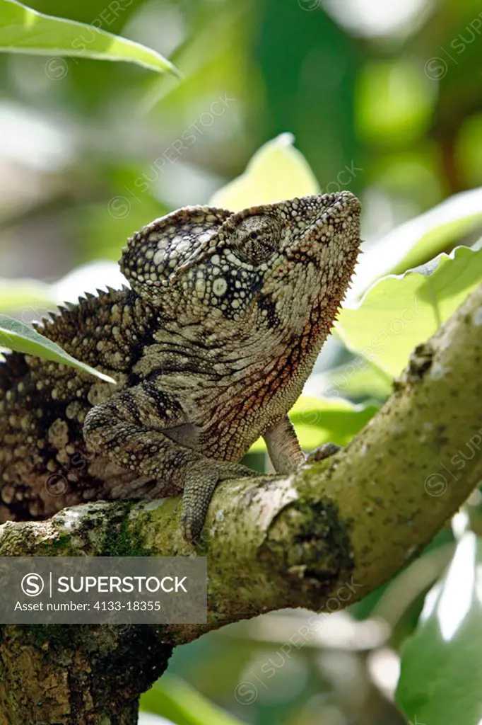 Oustalet´s chameleon, Furcifer oustaleti, Madagascar, adult male on tree