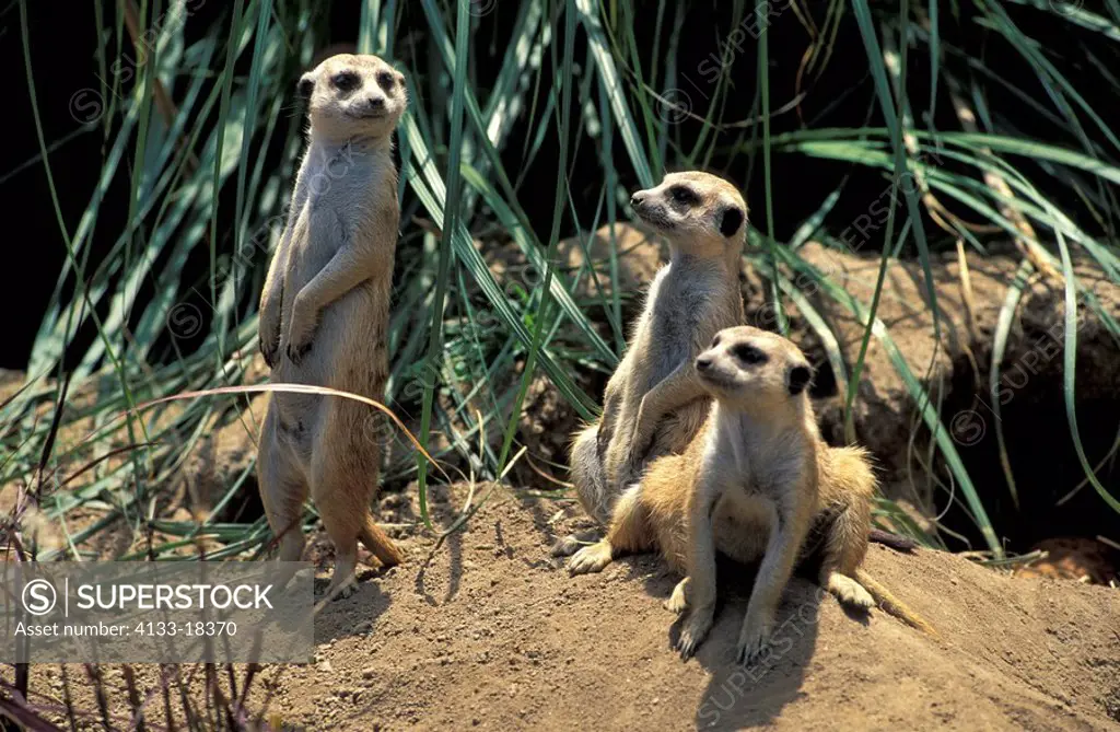 Suricate,Suricate suricatta,South Africa,Africa,group of adults standing upright at cave