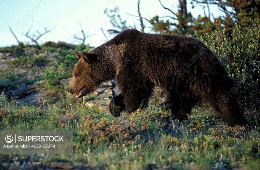 Grizzly Bear,Ursus arctos horribilis,Montana,USA,North America,adult,male,running
