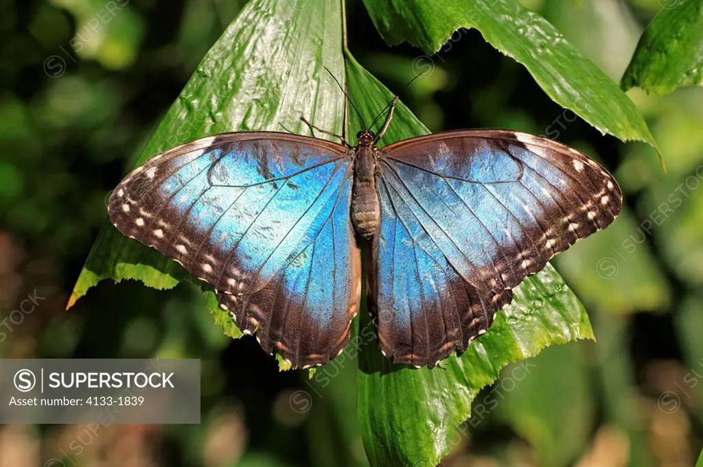 Blue Morpho,Morpho anaxibia,South America,Imago