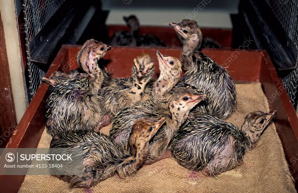 South African Ostrich,Struthio camelus australis,Oudtshoorn,Karoo,South Africa,Africa,new born chicken in incubator at ostrich farm
