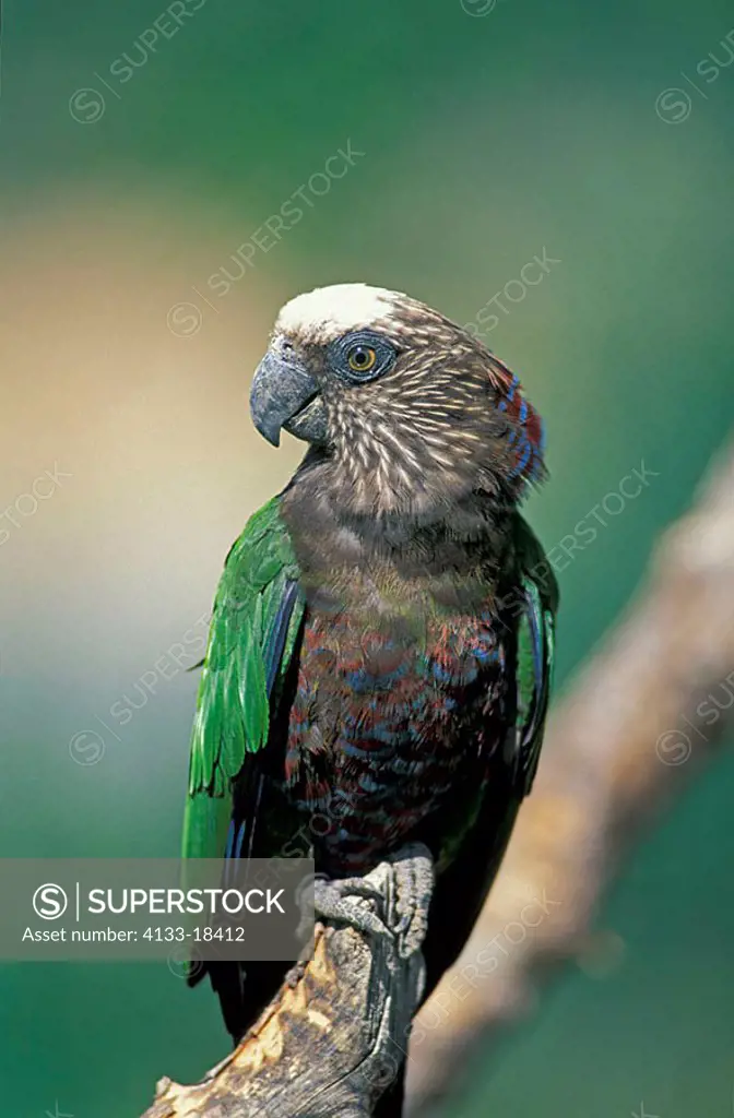 Red Fan Parrot Deroptyus accipitrinus Brazil South America