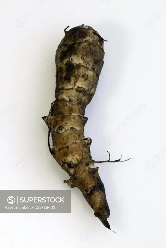 Jerusalem Artichoke Helianthus tuberosus Germany, fruit root vegetable