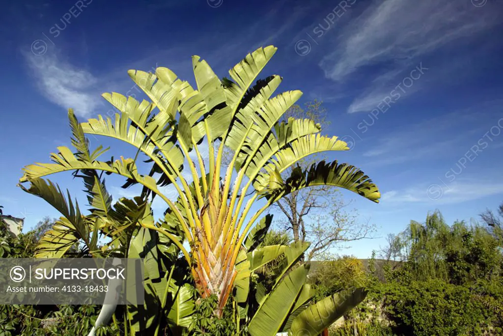 Travellers Tree Ravena madagascariensis South Africa Africa