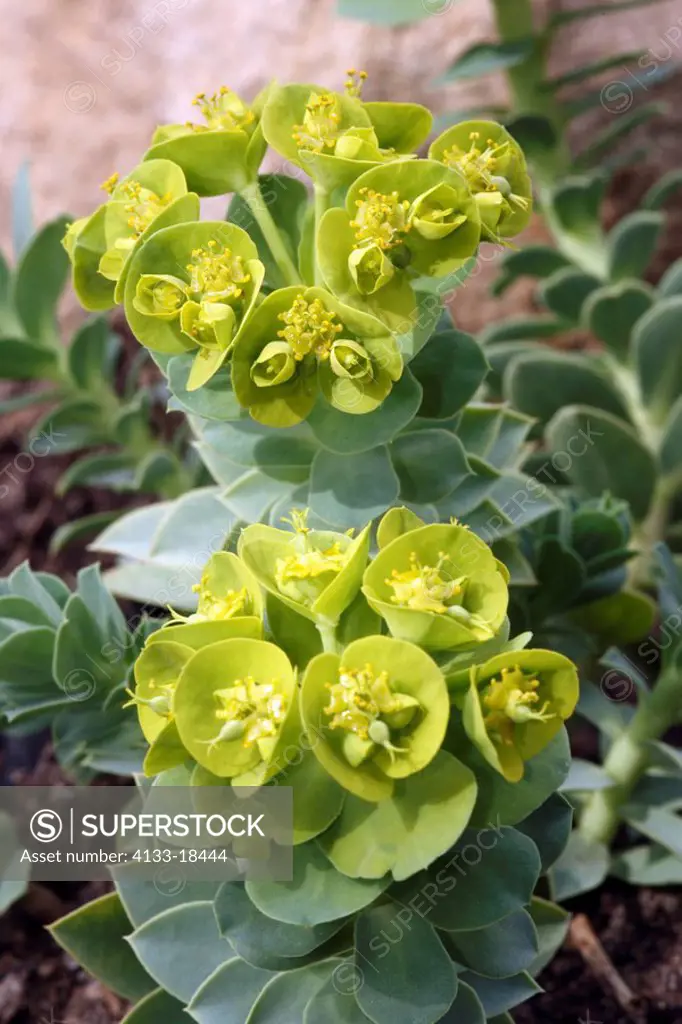 Myrtle Spurge,Euphorbia myrsinites,Germany,blooming flower