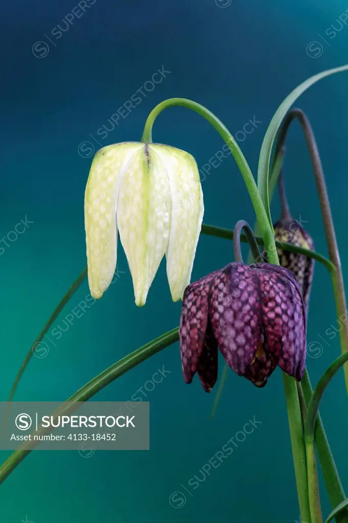 Snake`s Head,Toad Lily Plant,Fritillaria meleagris,Fritillaria meleagris alba,Ellerstadt,Germany,Europe,blooming